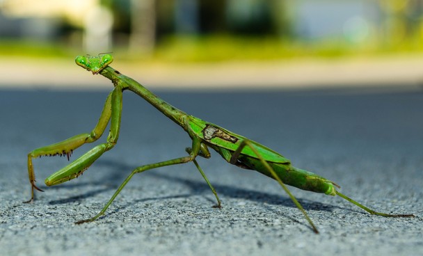 Praying Mantis National Geographic Photo Contest