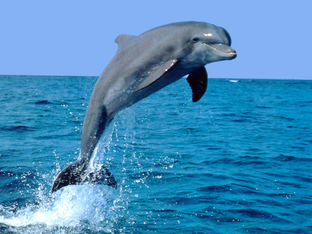 Wallpaper For Laptop Dolphin HD Mobile