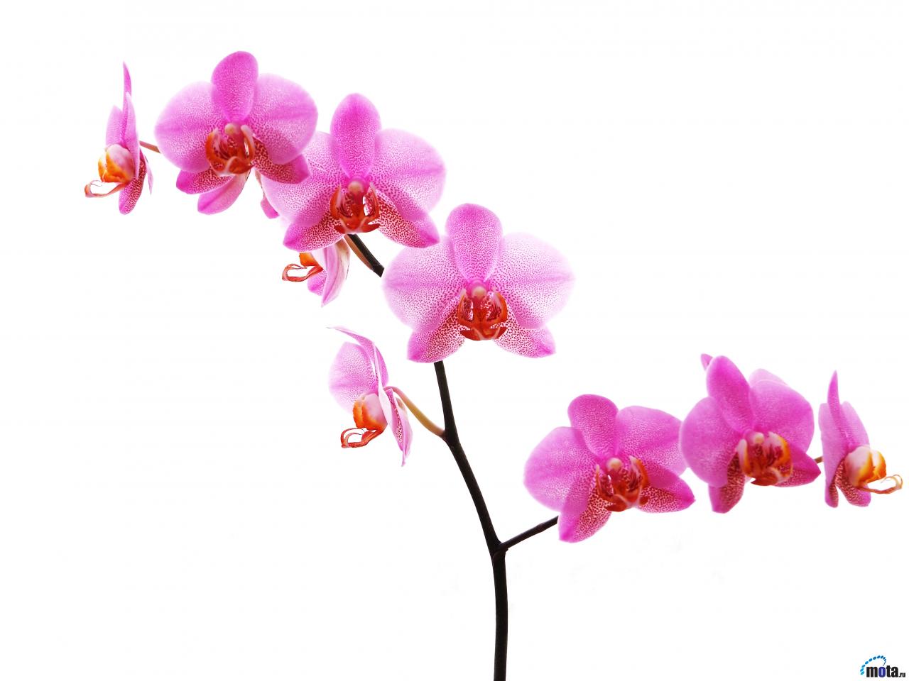 Wallpaper Orchid On White Background X Desktop