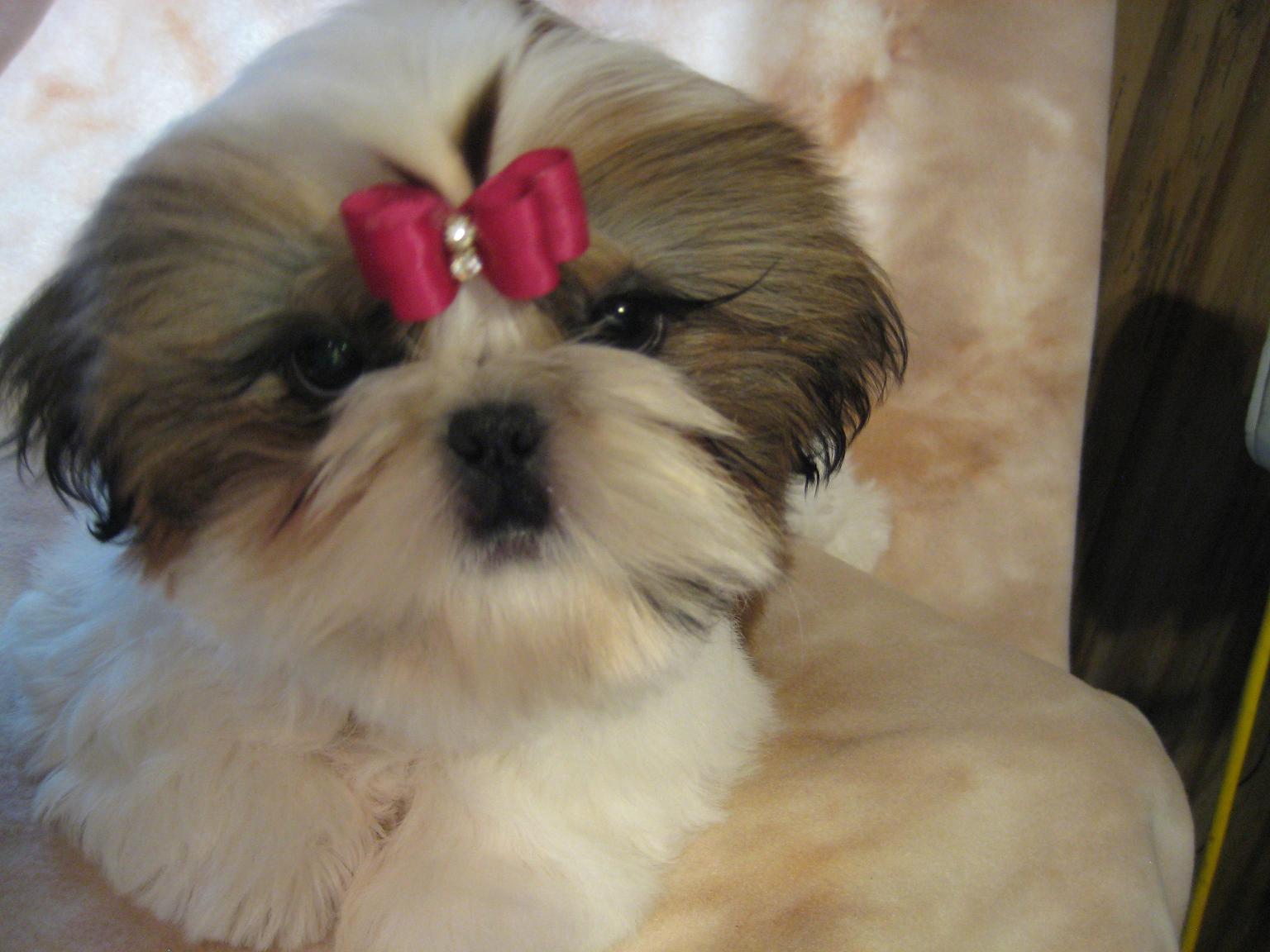 Shih Tzu Dog With A Red Bow Photo And Wallpaper Beautiful