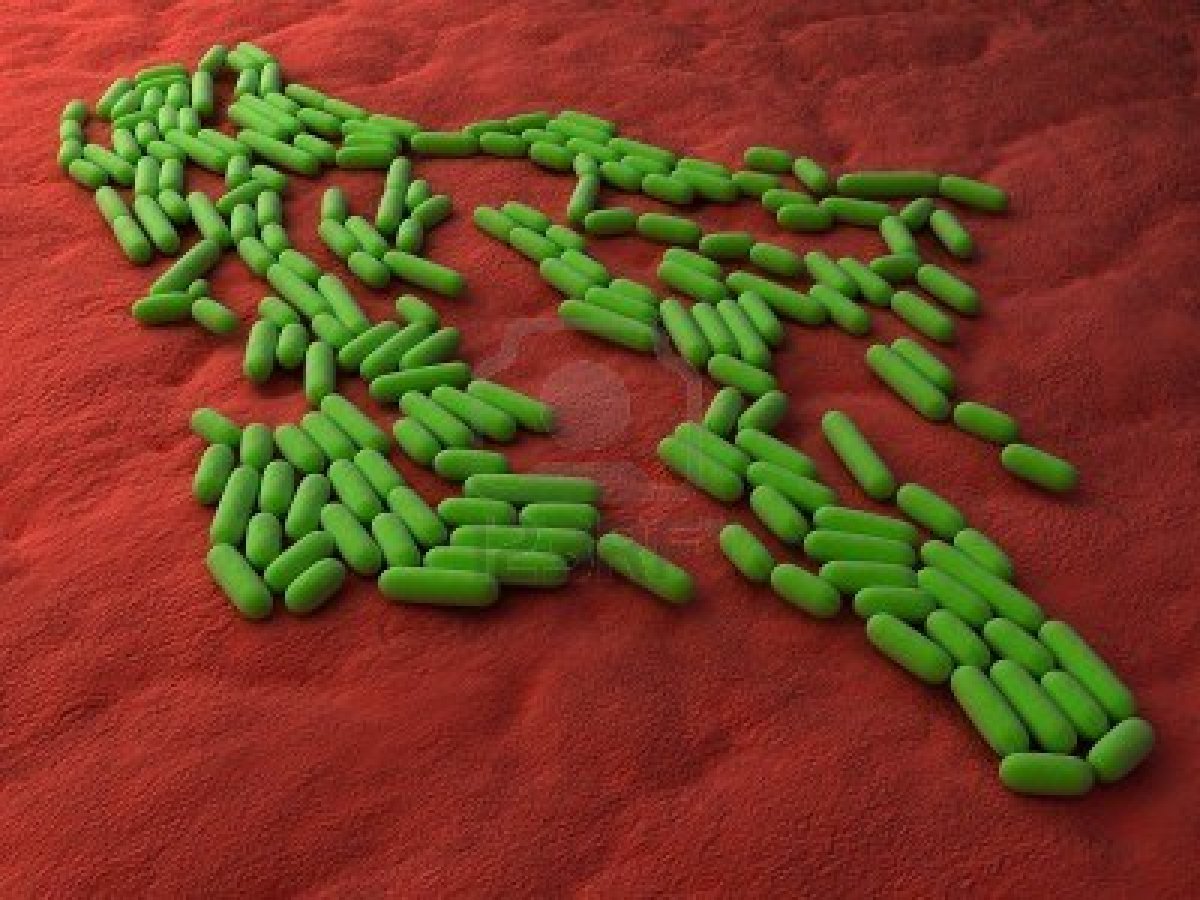 Bacillus Bacteria Wallpaper HD