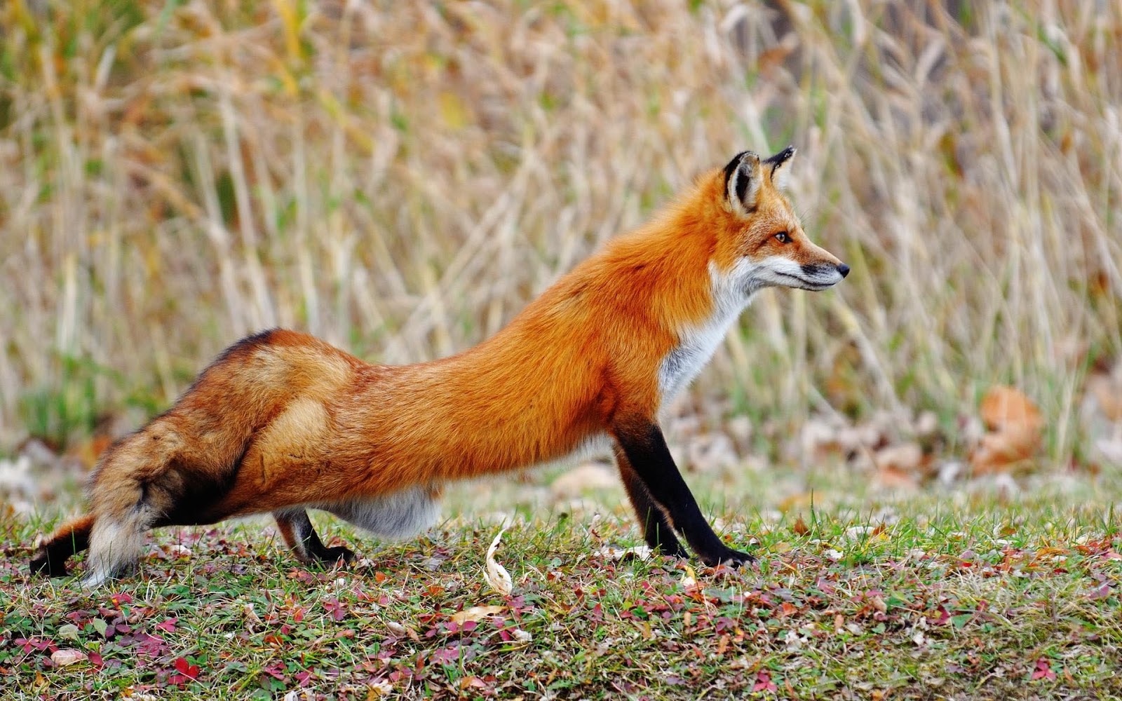Animal Wallpaper Of A Beautiful Red Fox HD Animals