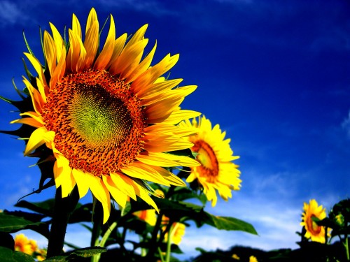 Sunflower Screensaver Screensavers   Download Sunflower Screensaver