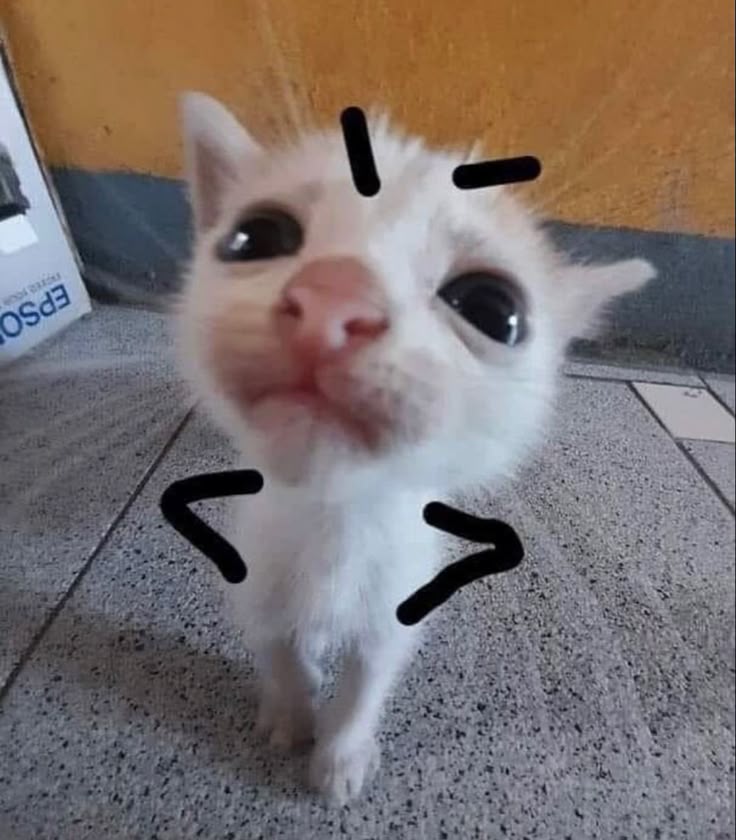 Silly Cat Angry Meme Funny Cute Adorable Kitty Meow Wallpaper