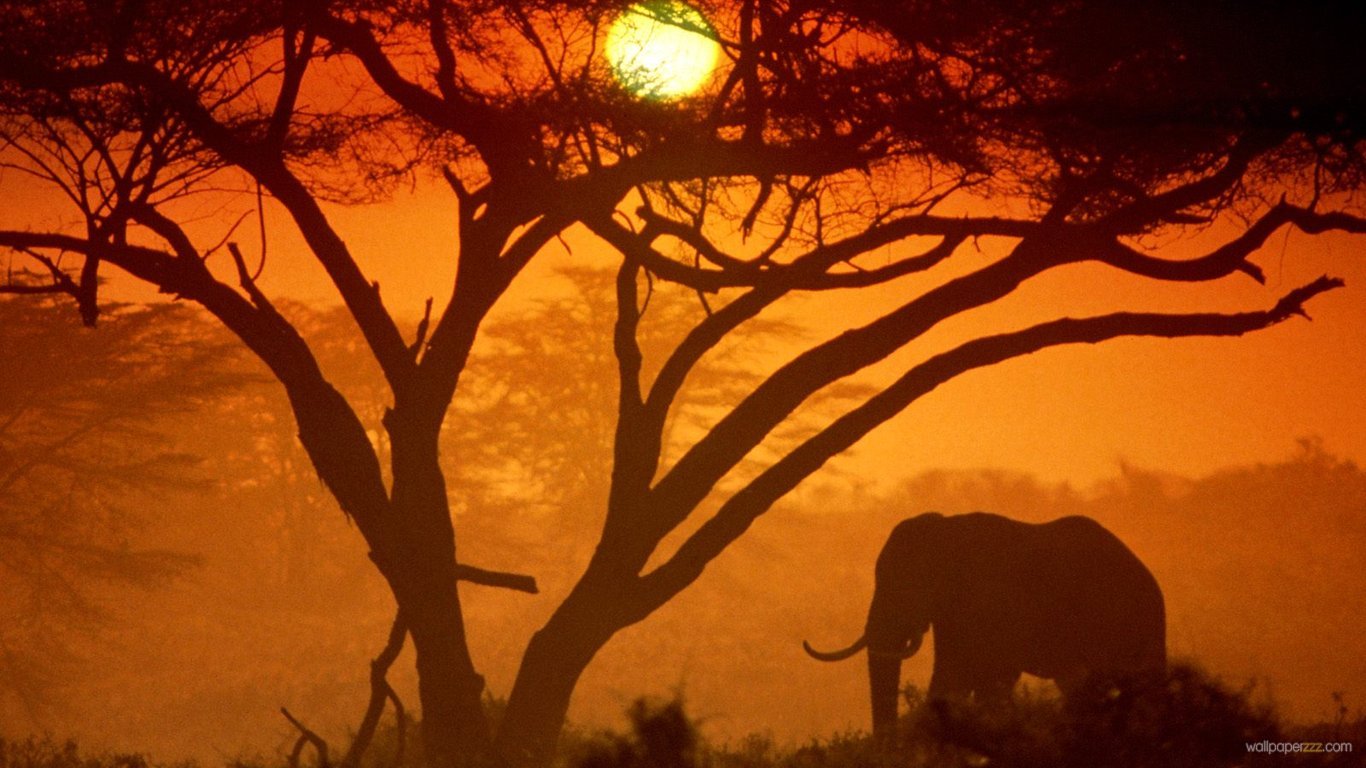 African Elephant HD Wallpaper
