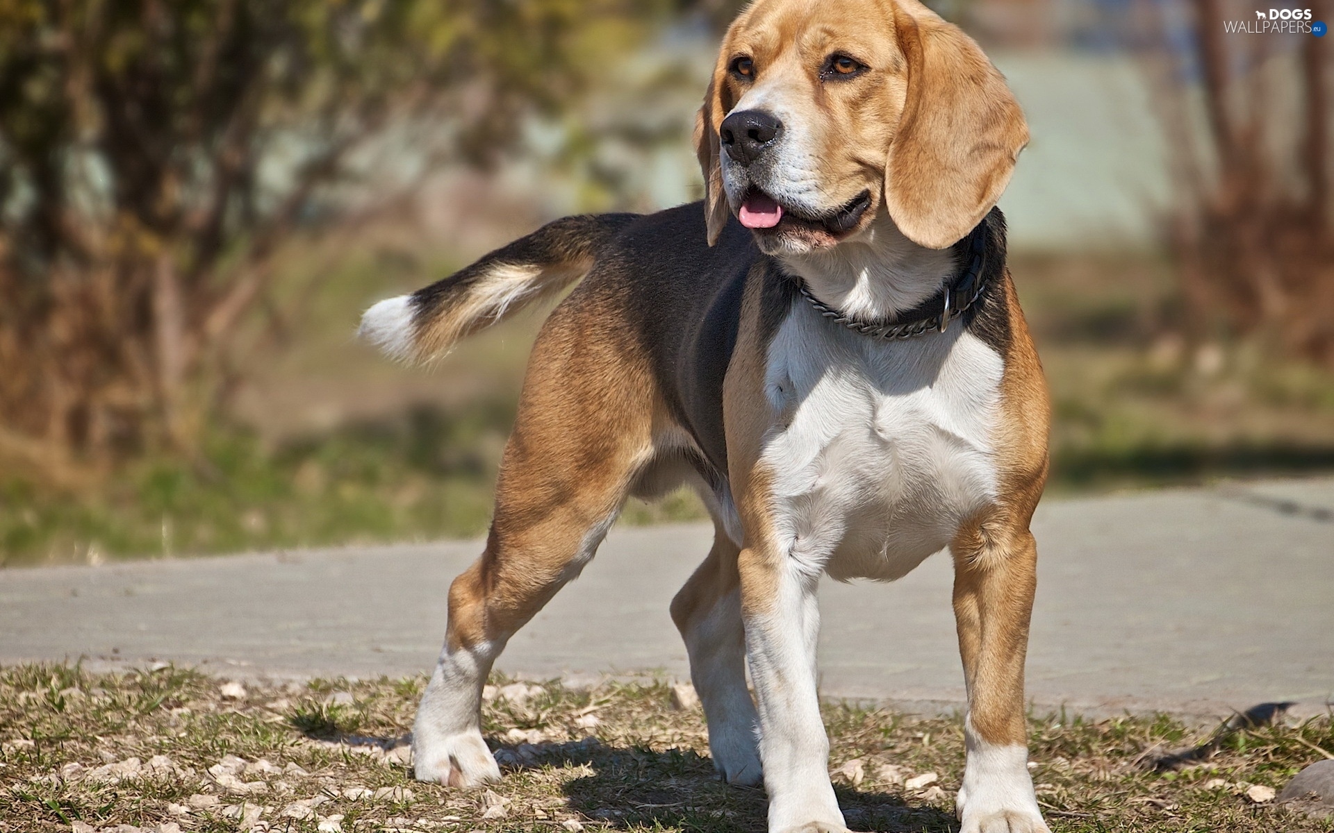 Beagle Tounge Dog Dogs Wallpaper