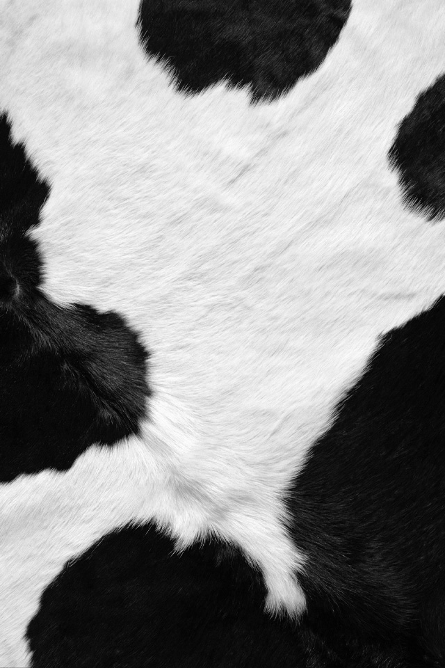 Cow Pattern iPhone Wallpaper