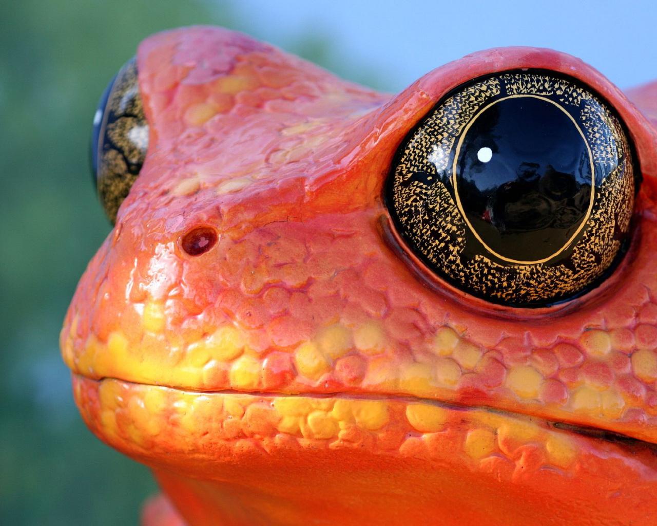 Cool Orange Frog Wallpaper HD