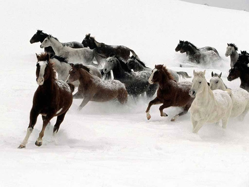 Horses Running In Snow Wallpaper Runs The