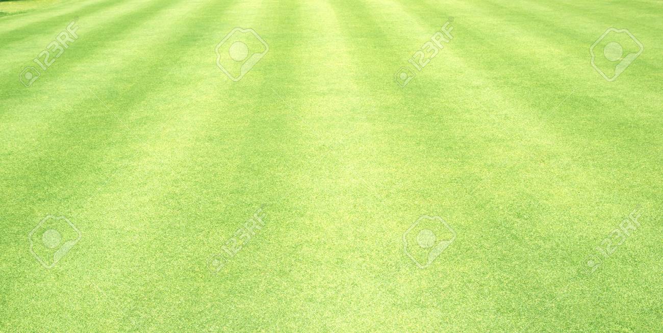 Grass Field Green Background Lawn Stock Photo