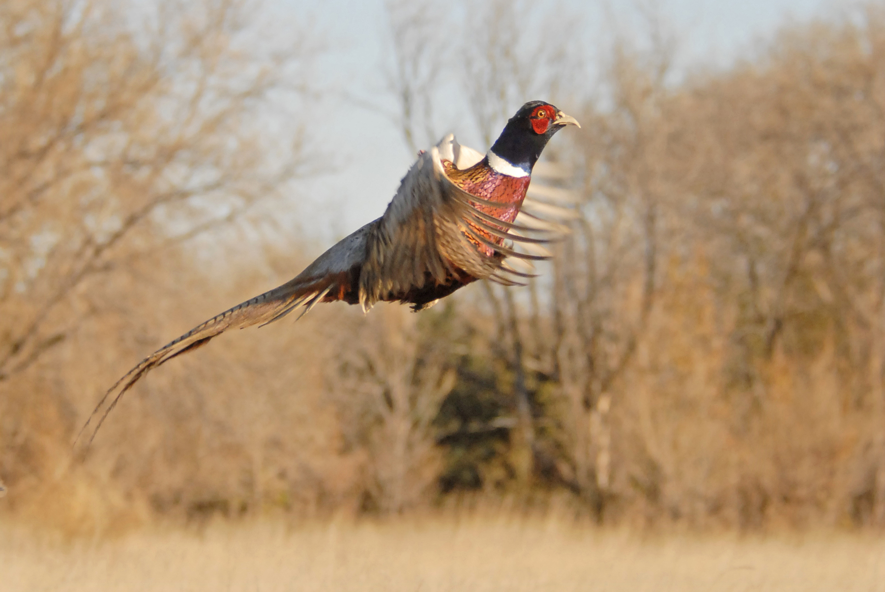 Pheasant Hunting Northland Adventurer