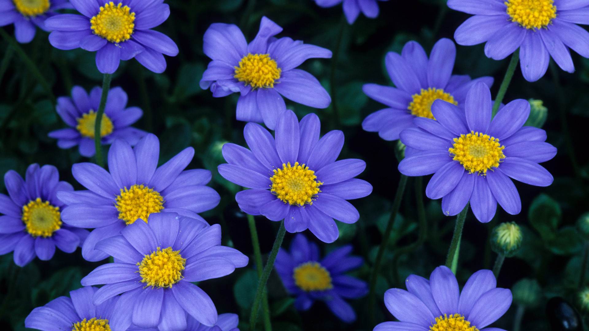 Daisy Wallpaper Hd