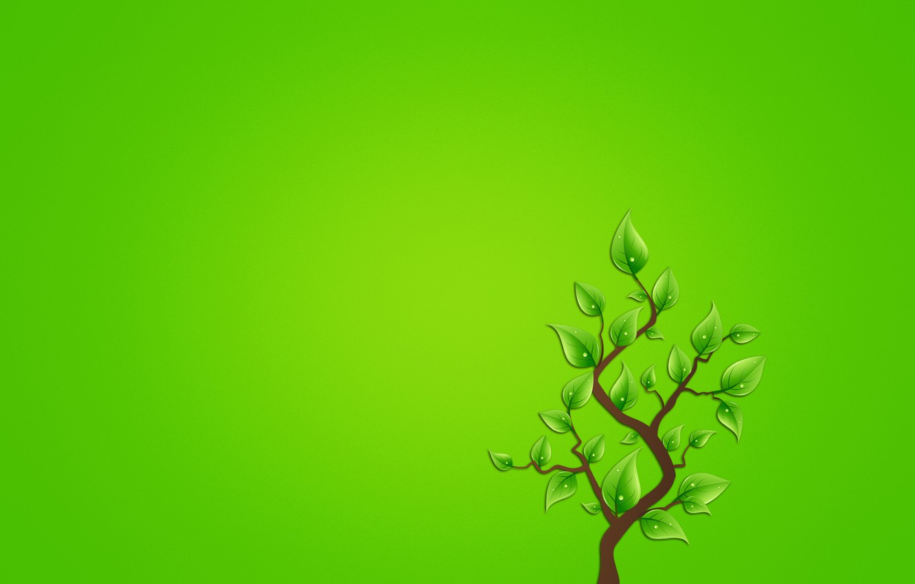 Wallpaper Leaves Drops Tree Minimalism Branch Greenish
