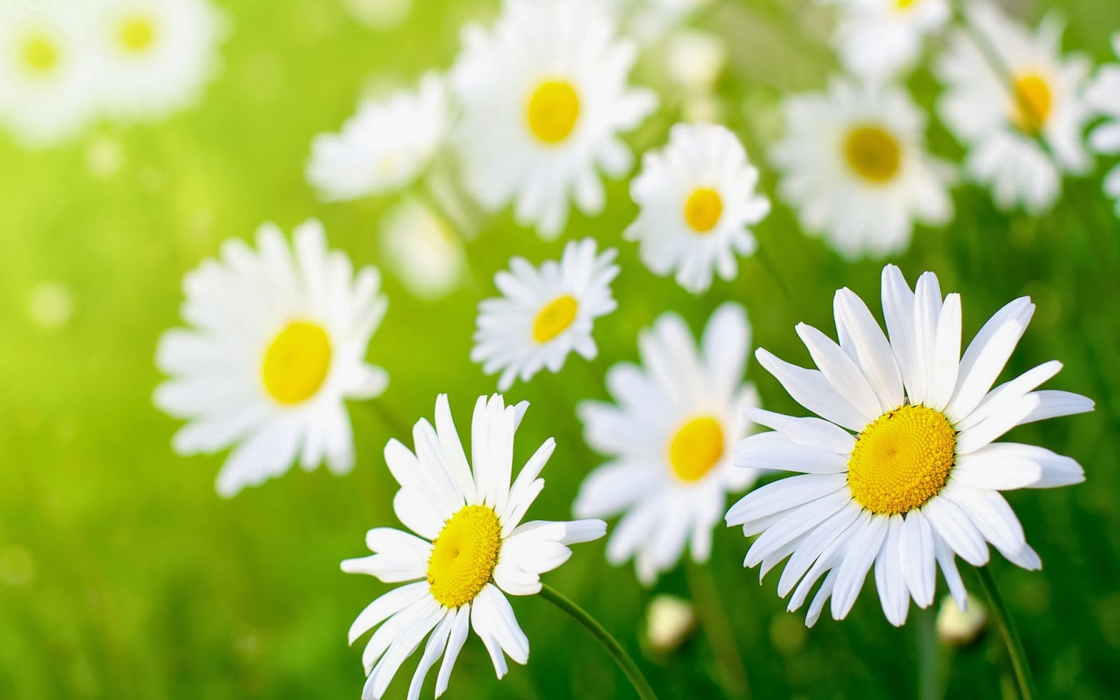 Wallpaper And Make This Daisy Flower For Your Desktop
