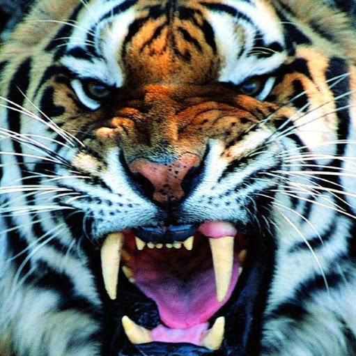 HD Wallpaper Auburn Tigers Logo X Kb Jpeg