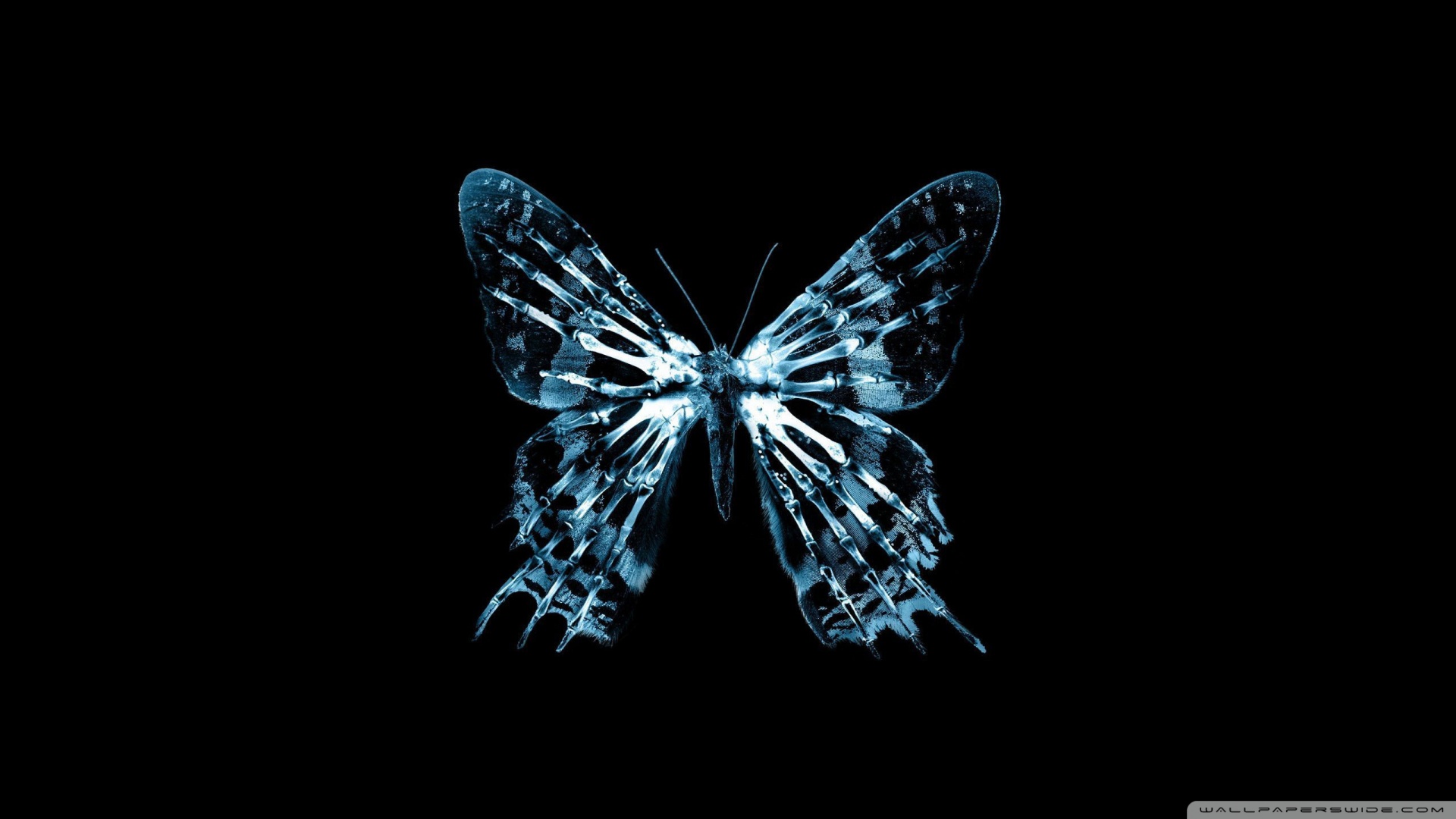 Butterfly X Ray Wallpaper 1920x1080 Butterfly X Ray