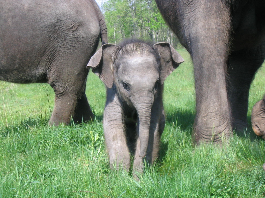 Photo Of Baby Elephant Wallpaper HD Elephants