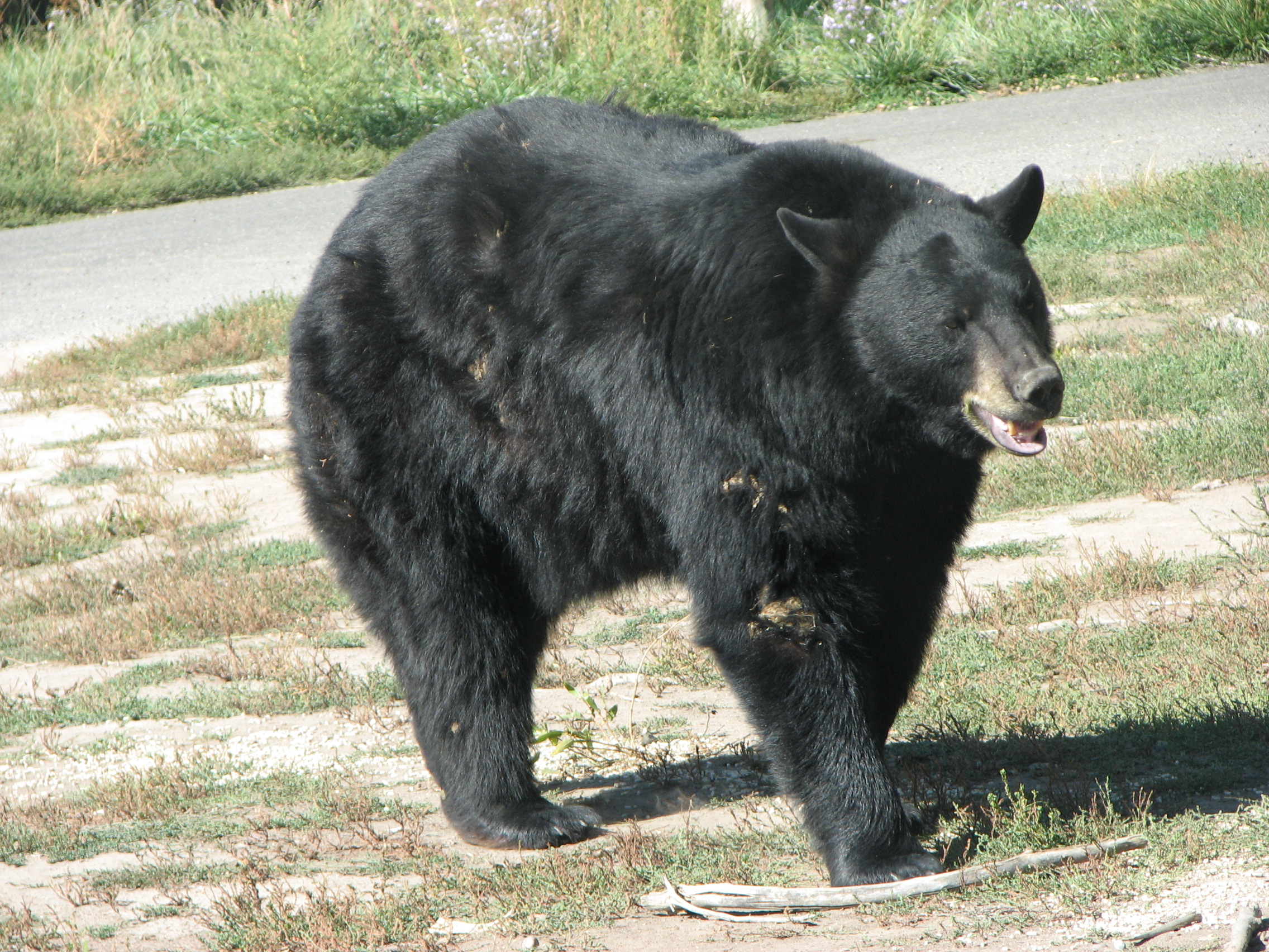 File American Black Bear Jpg Wikipedia The Encyclopedia