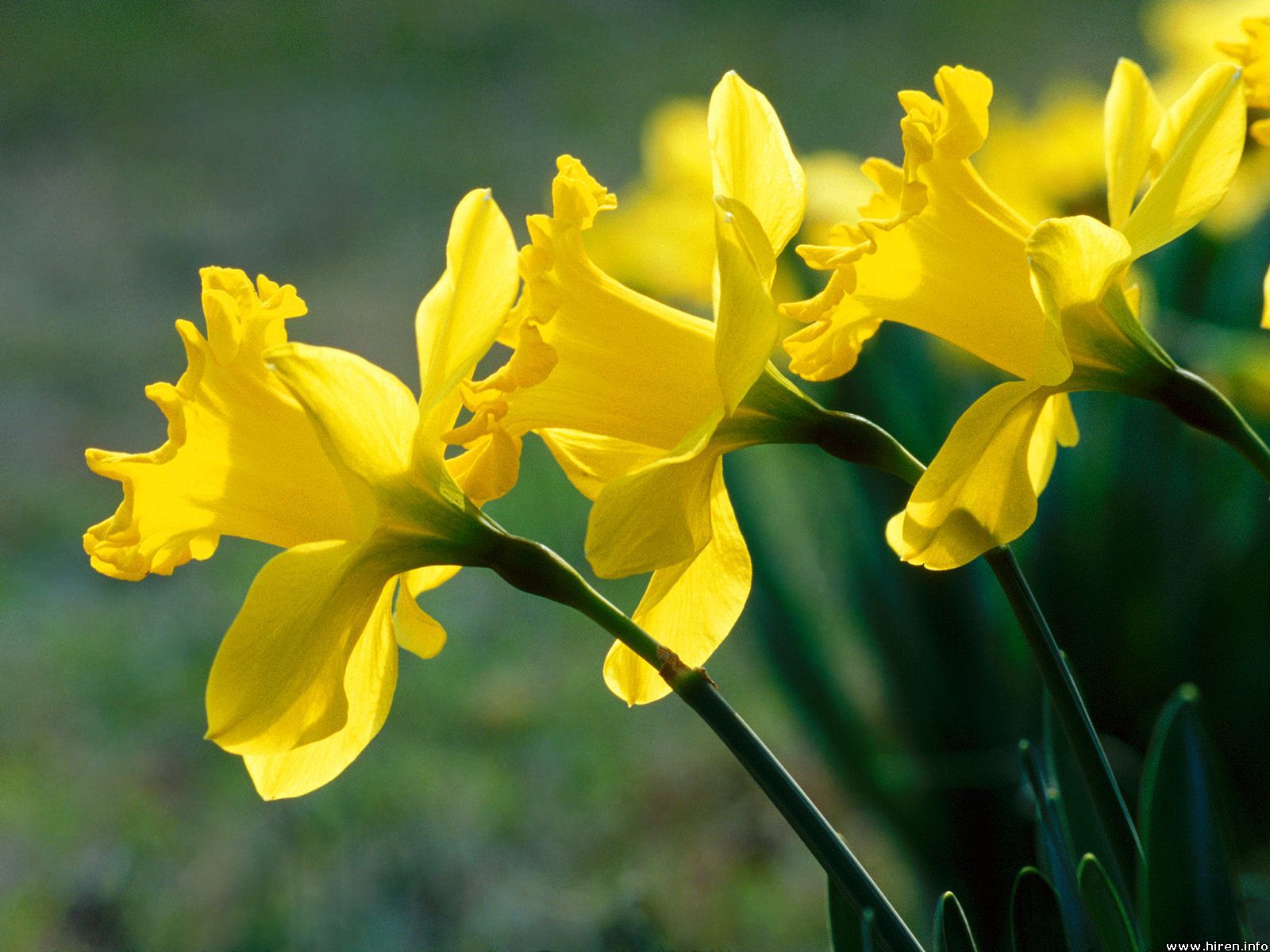 Three Perfect Daffodils HD Wallpaper The Database