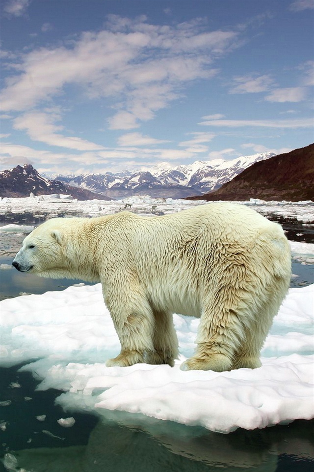 Polar Bear On Ice Floes iPhone Wallpaper 4s