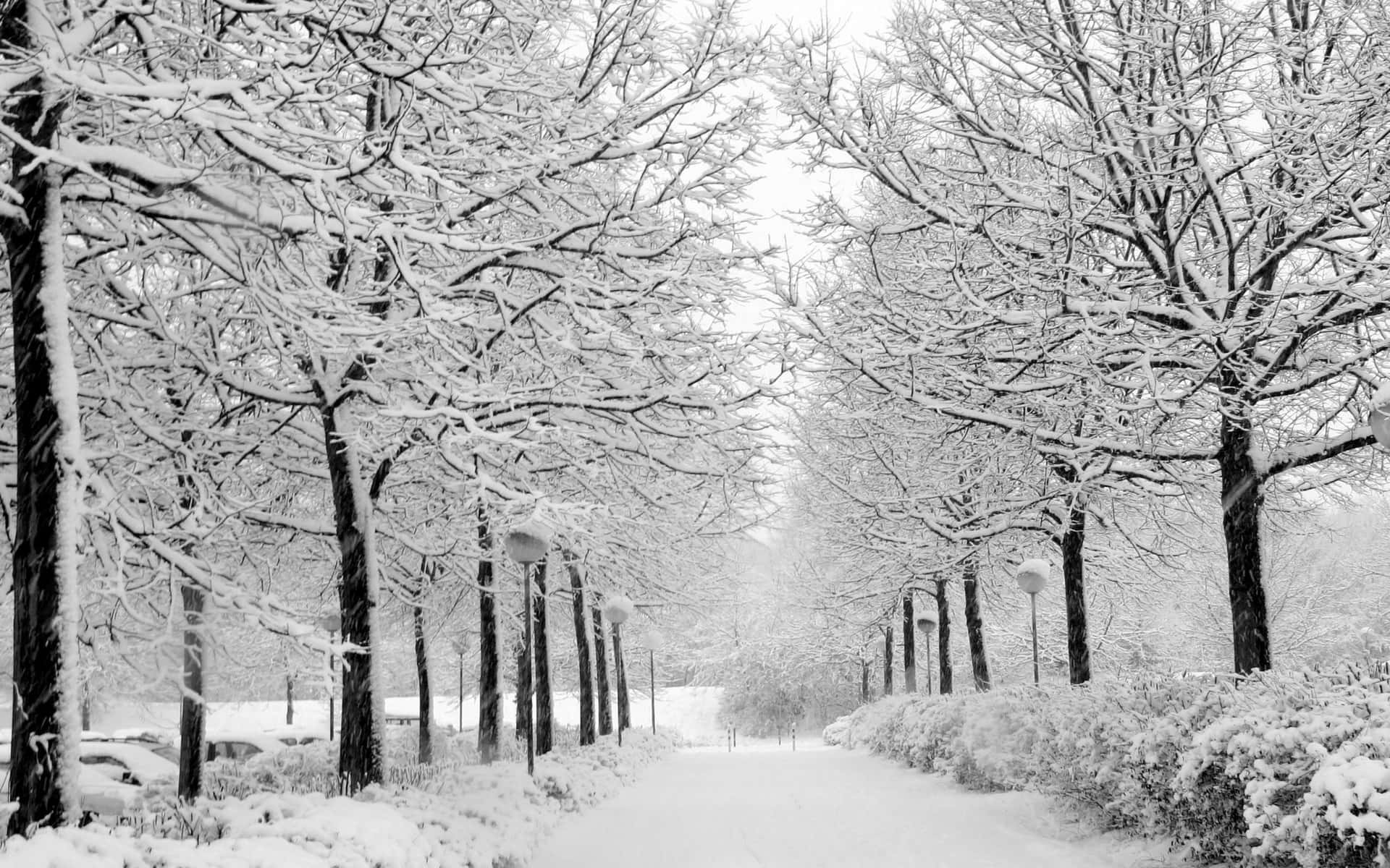Winter Snow Desktop Wallpaper