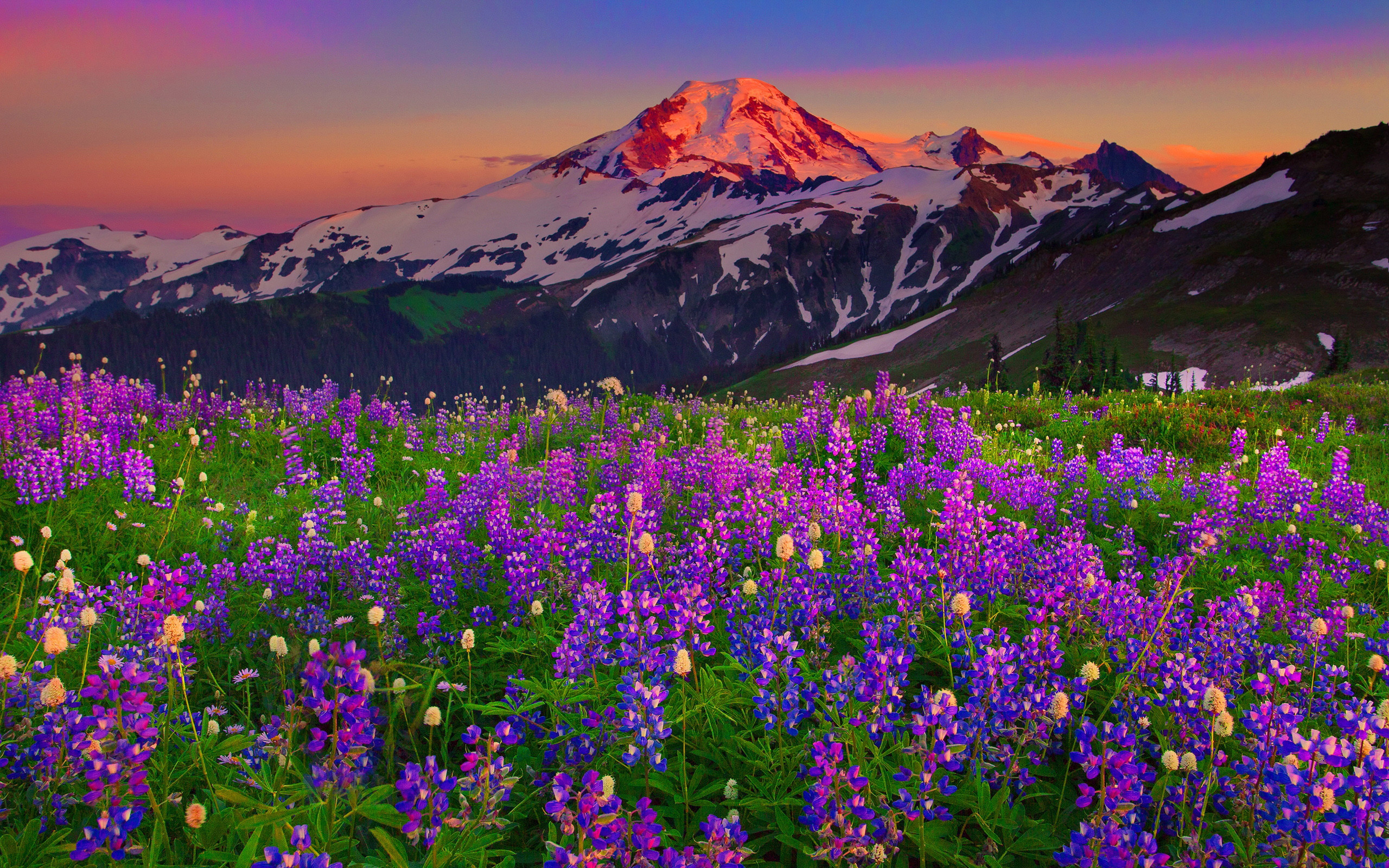 Wildflowers Wallpaper