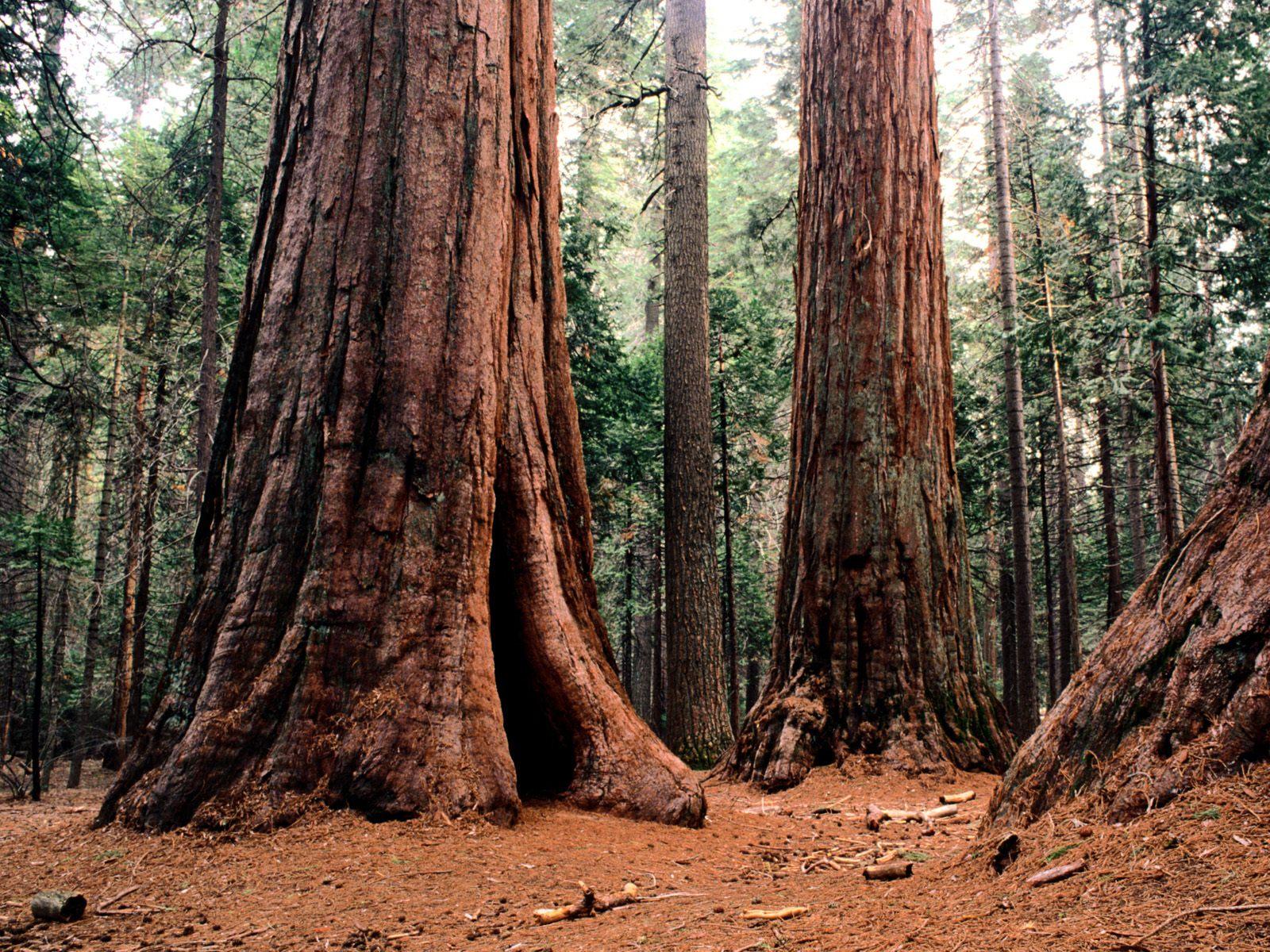 Sequoia Trees