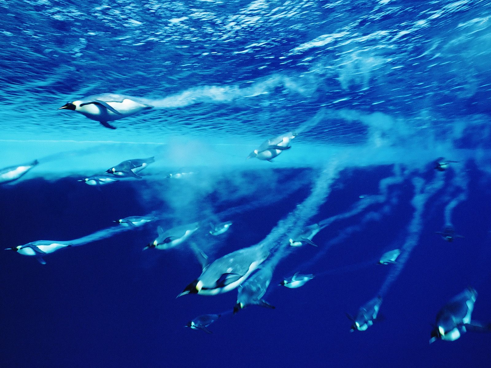 Swimming Emperor Penguins Antarctica Photography Desktop