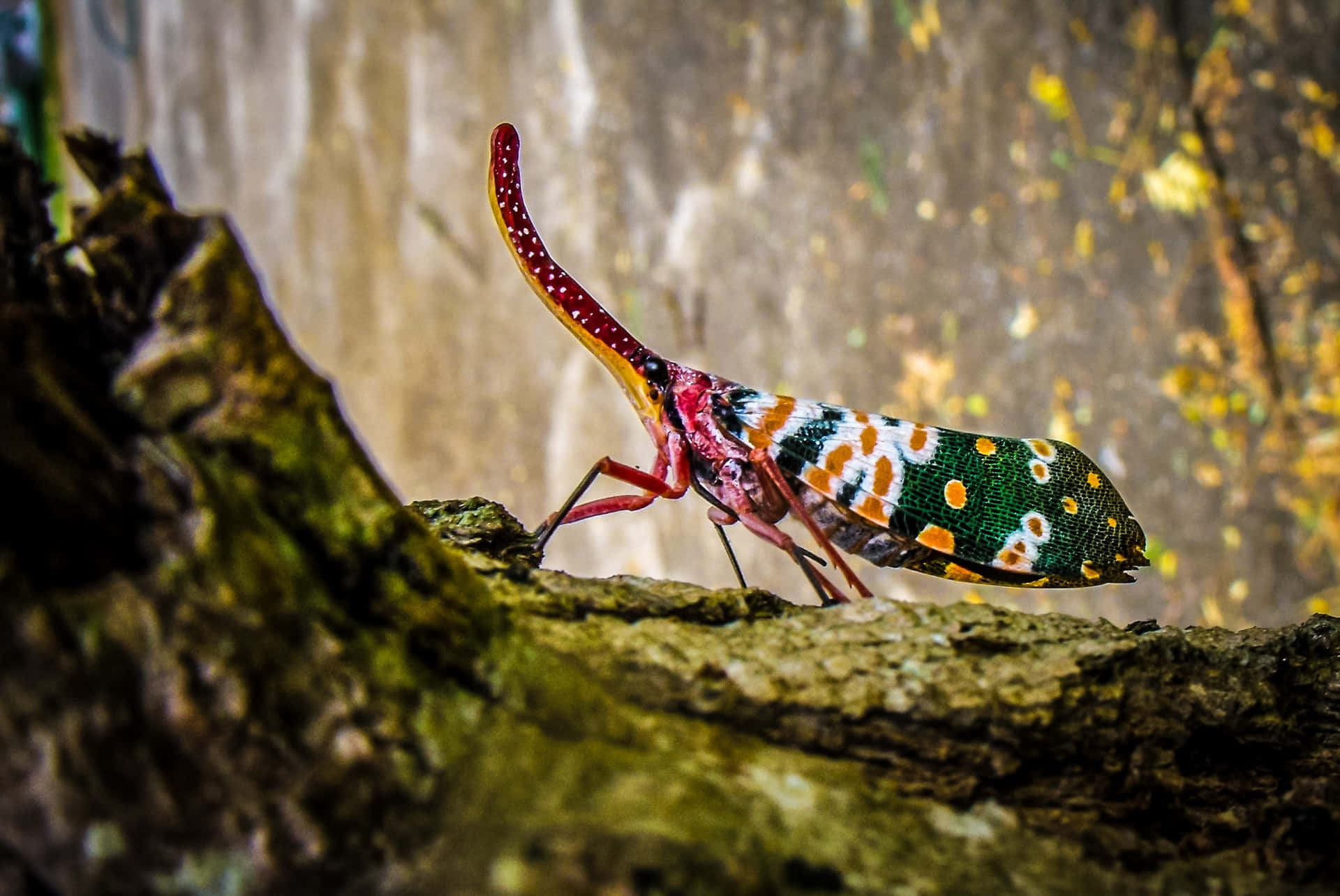 Amazing Insects In Wild 2shcstizr8mn4byd Wallpaper