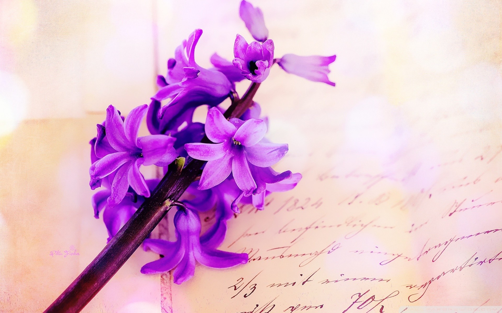 Hyacinth Wallpaper For iPhone