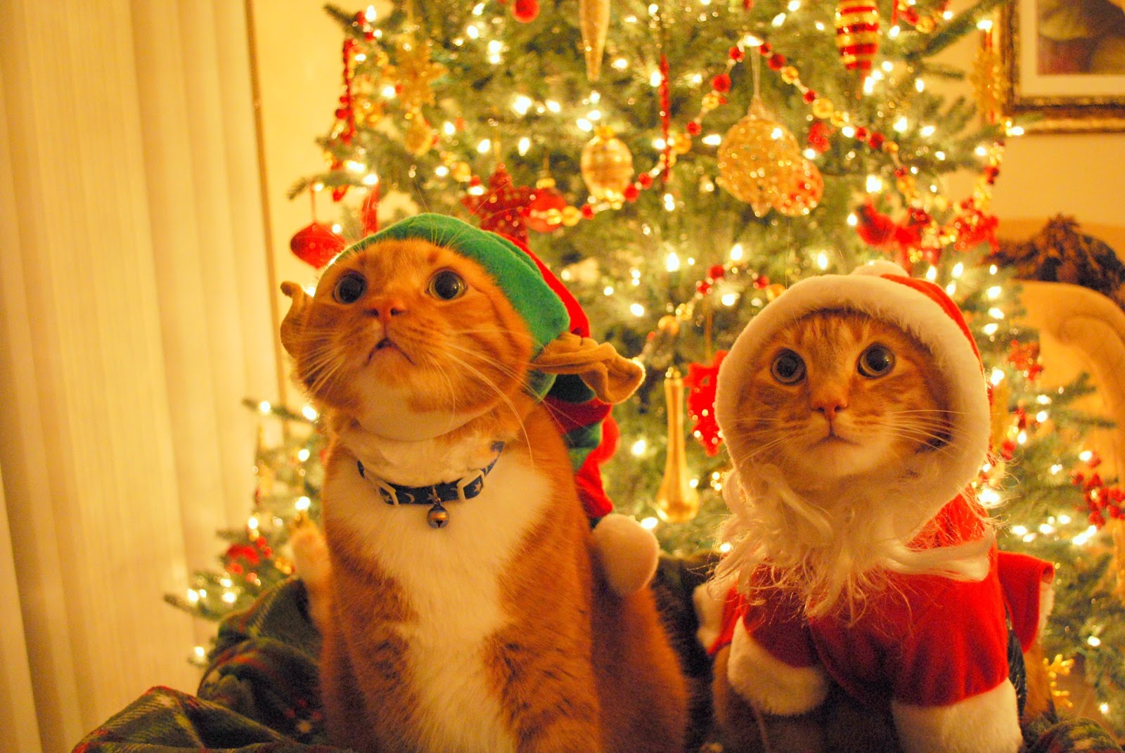 Funny Cats Christmas Cats