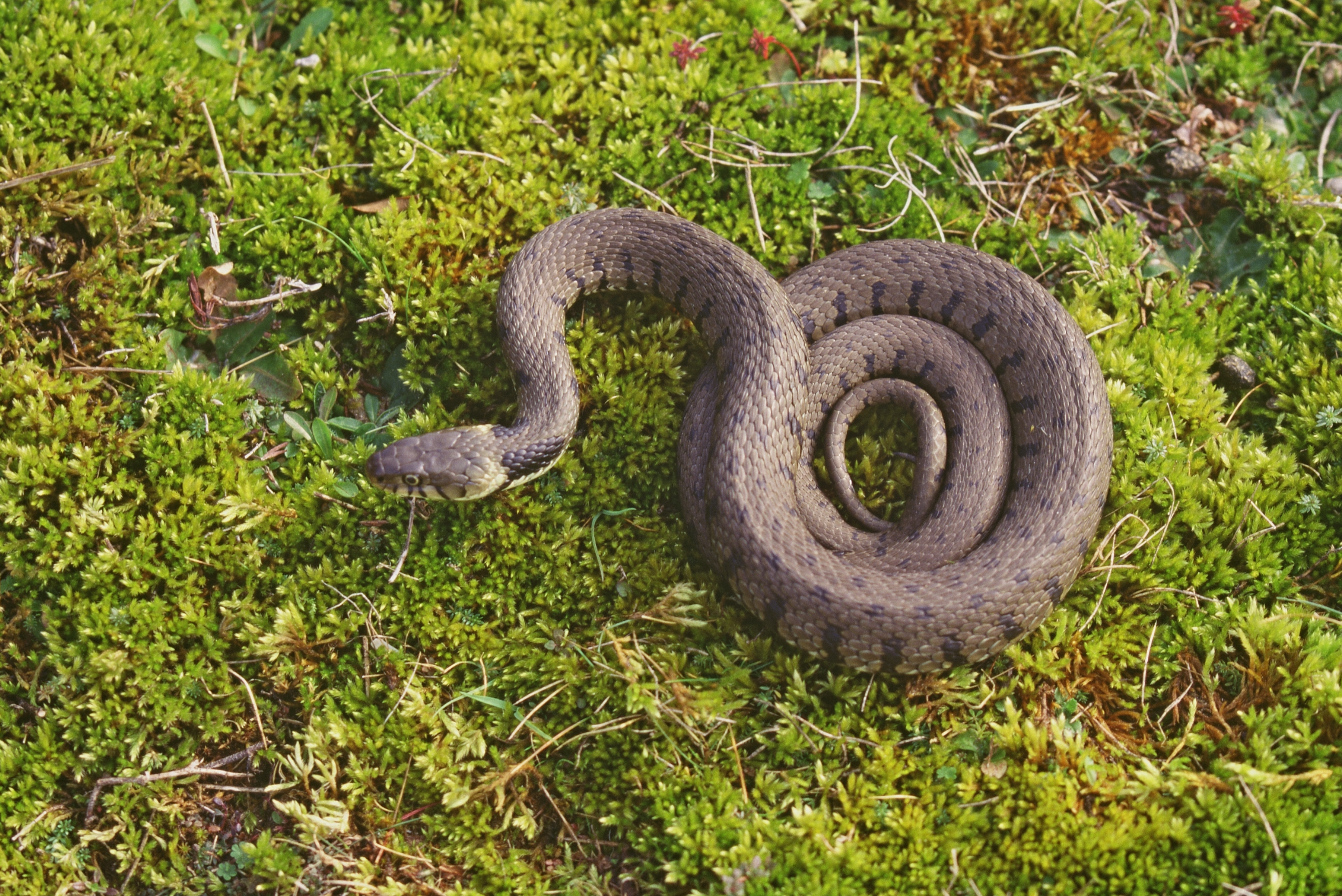 European Grass Snake 4k Ultra HD Wallpaper Background Image