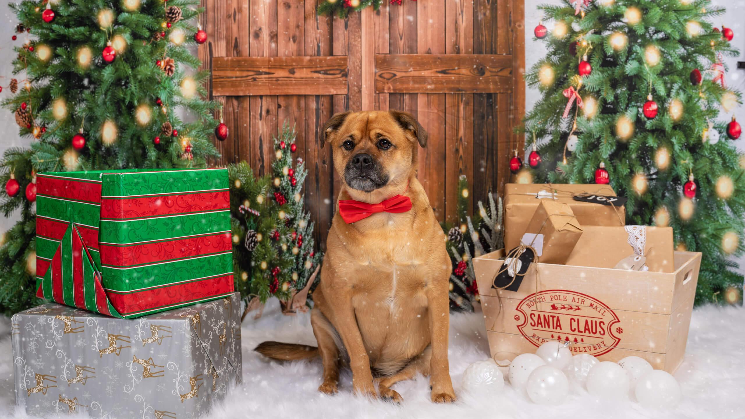 Capturing Christmas Mini Sessions With Pets Photofocus