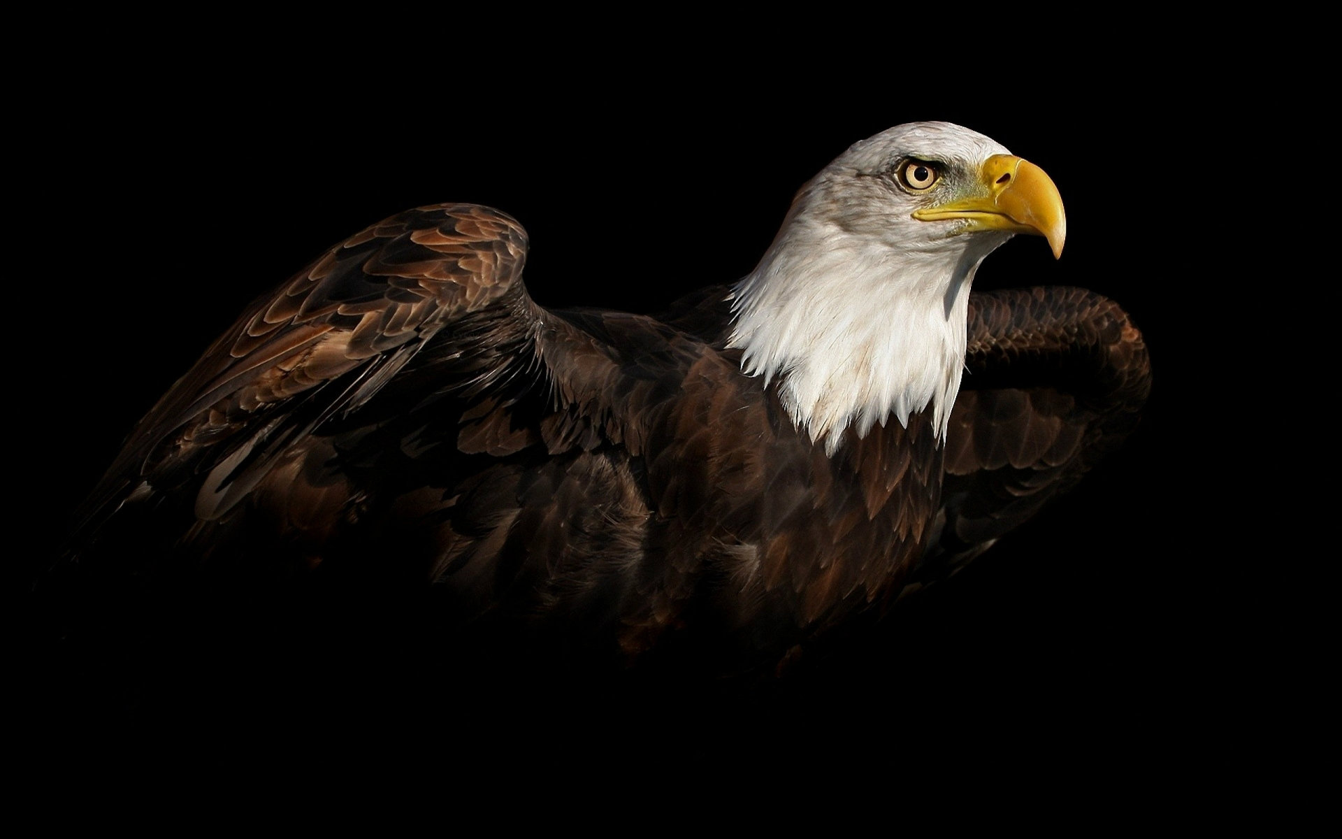 Bald Eagle HD Wallpaper American Pictures