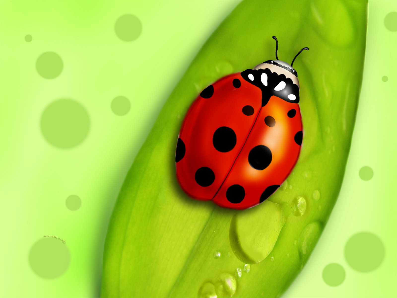 Ladybug Wallpaper Desktop