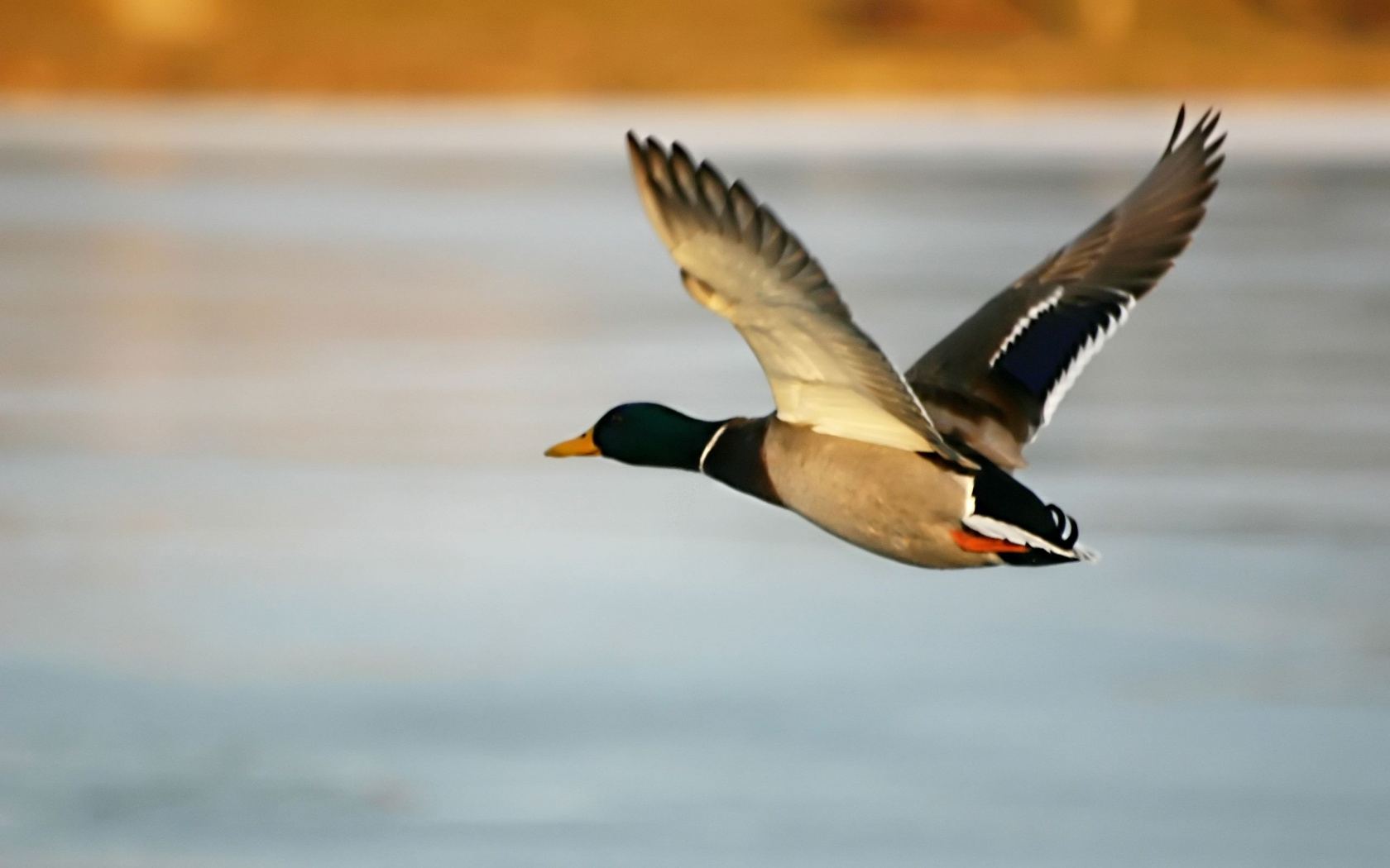 Mallard Duck Flying Wallpaper Image