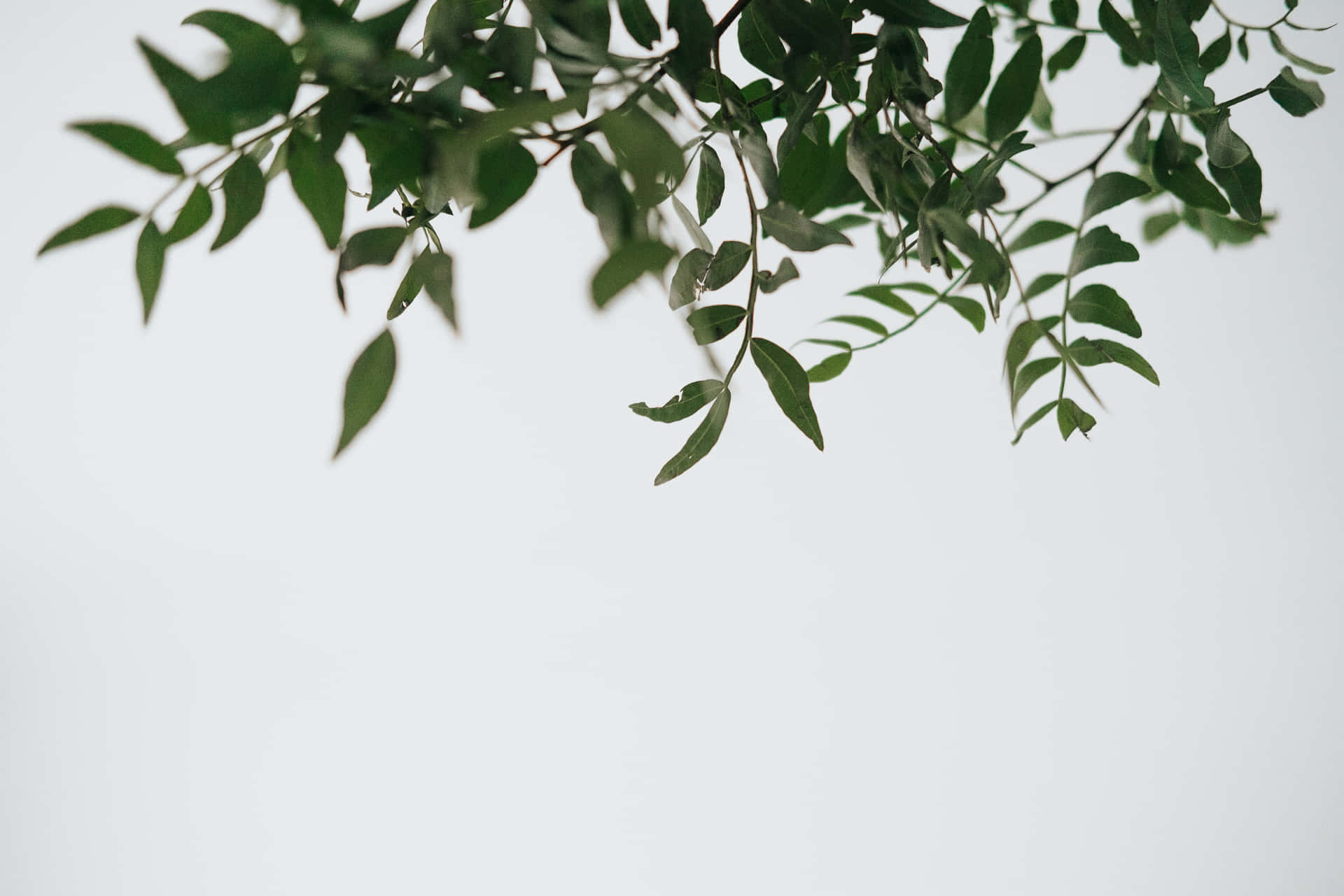 Simple Minimalist Wallpaper