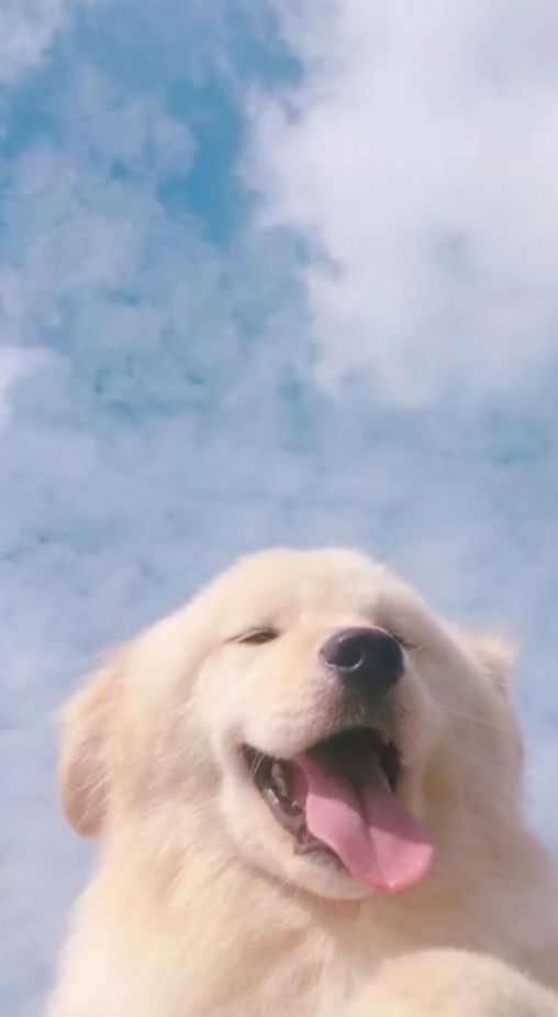 Greatest Dog Aesthetic Wallpaper Desktop You Can Get It Without A