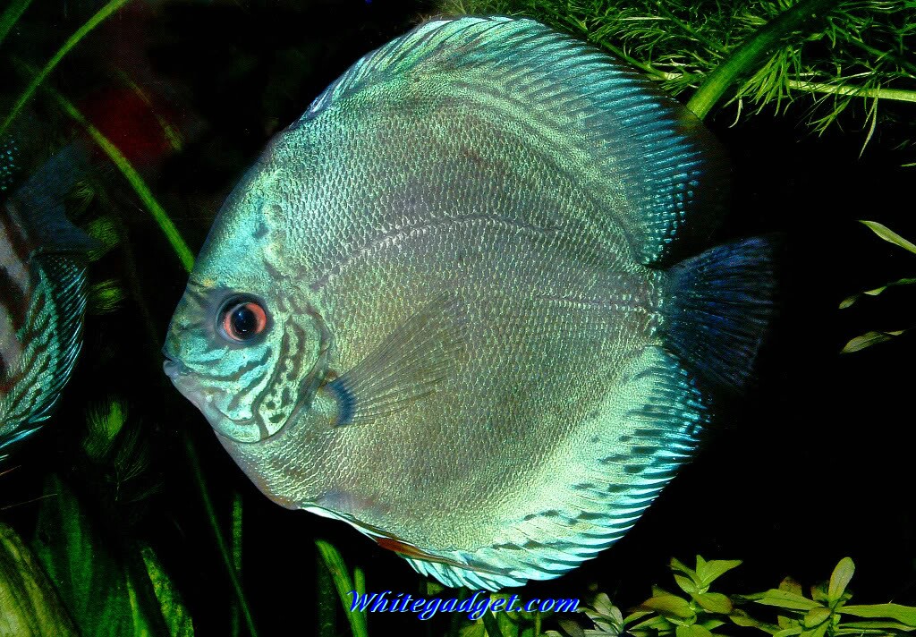 Tropical Fish Wallpaper Pictures Jpg