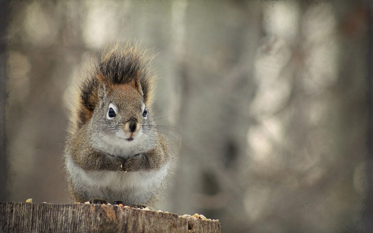 Wallpaper Secret Squirrel Pinterest