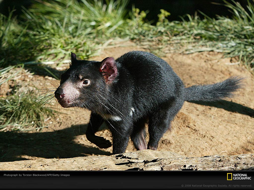 Tasmanian Devil Wallpaper Funny Animals