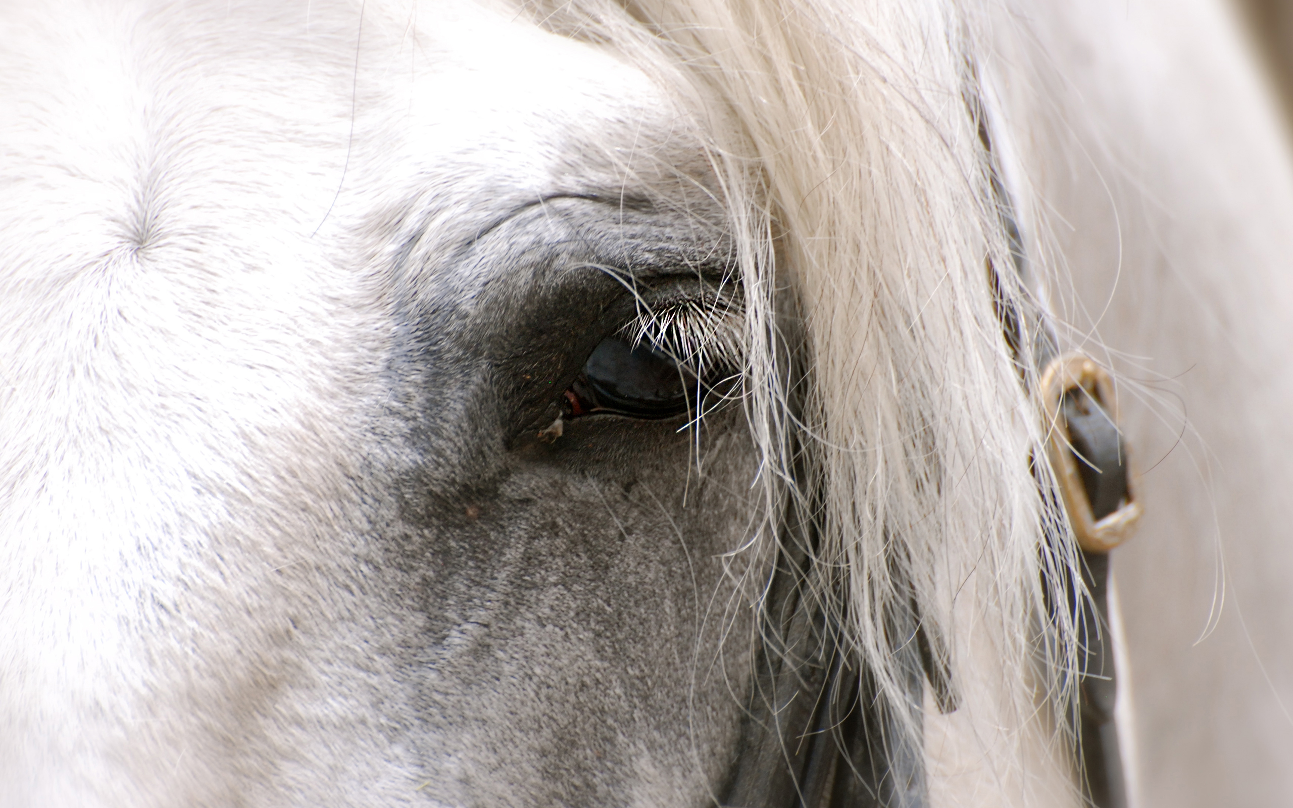 Horse Eye HD Wallpaper