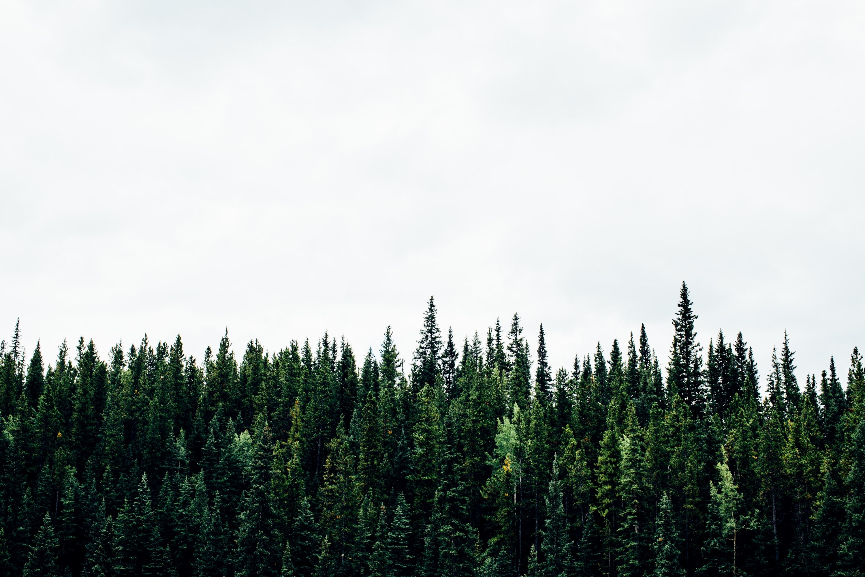 Canadian Treeline Wallpaper And Background