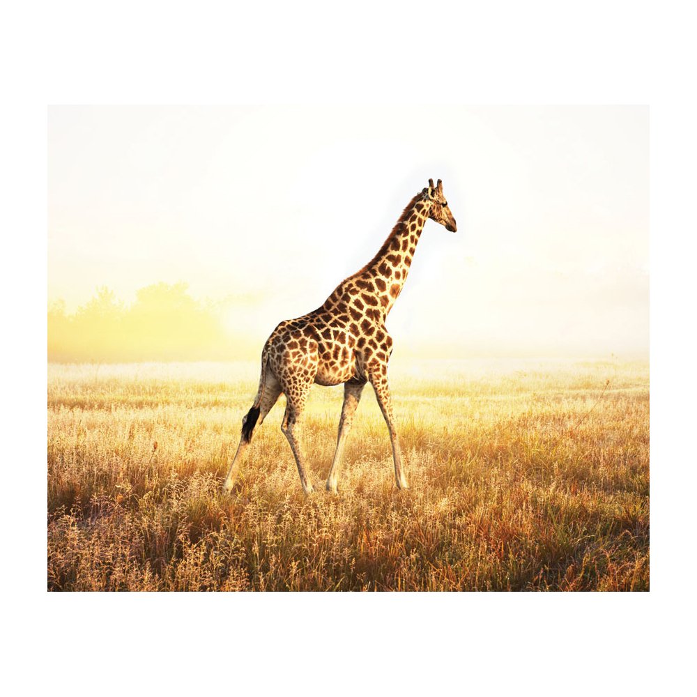Free download on the Plain Removable Full Wall Wallpaper Mural Lowes
