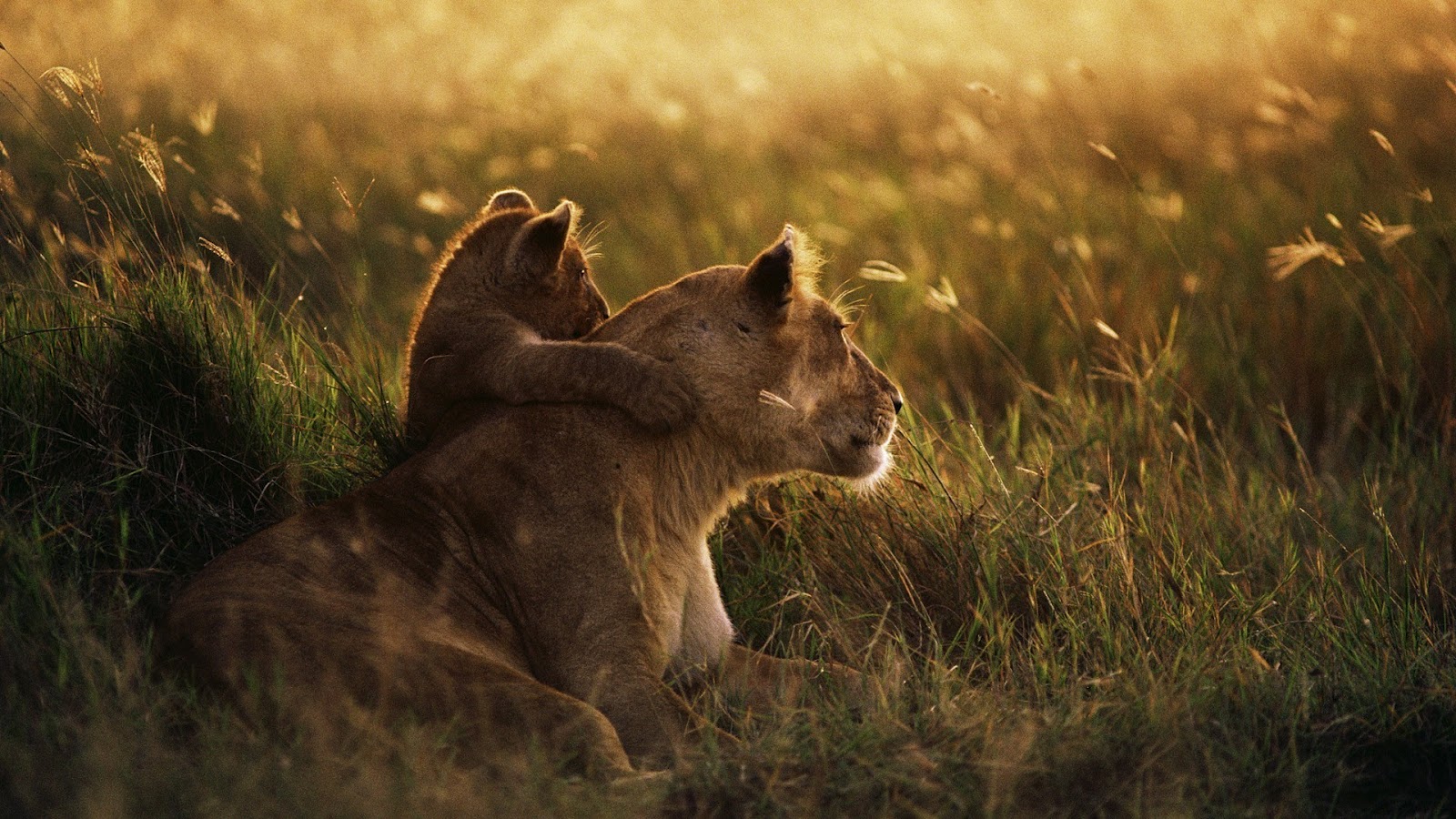Baby Lion Hugs Mother HD Wallpaper Nature