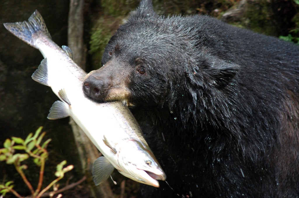 Black Bear Habitat HD Wallpaper Animals