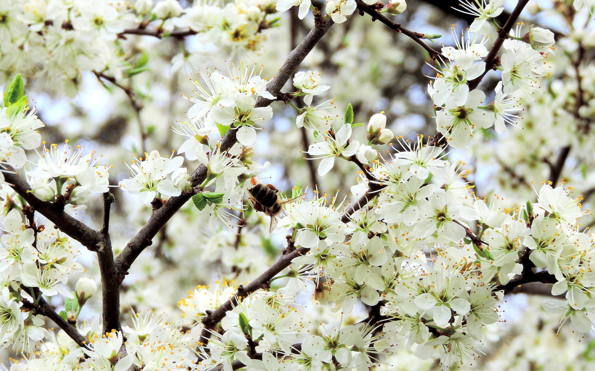 Spring Flowers Apple Blossom Blossoms Wallpaper Background