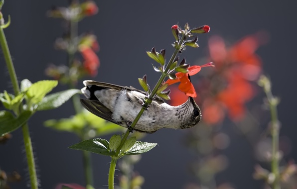 Wallpaper Hummingbird Bird Flower Nectar Animals