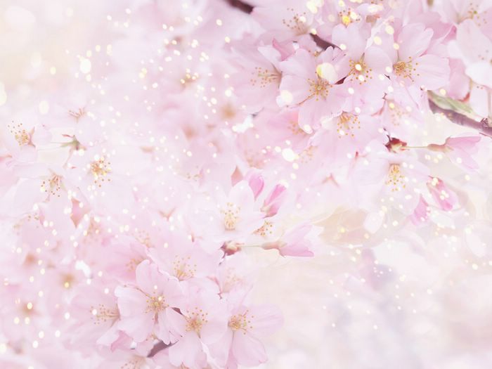  Pink Cherry Blossoms Wallpapers Cherry Flowers Light Colored Flowers