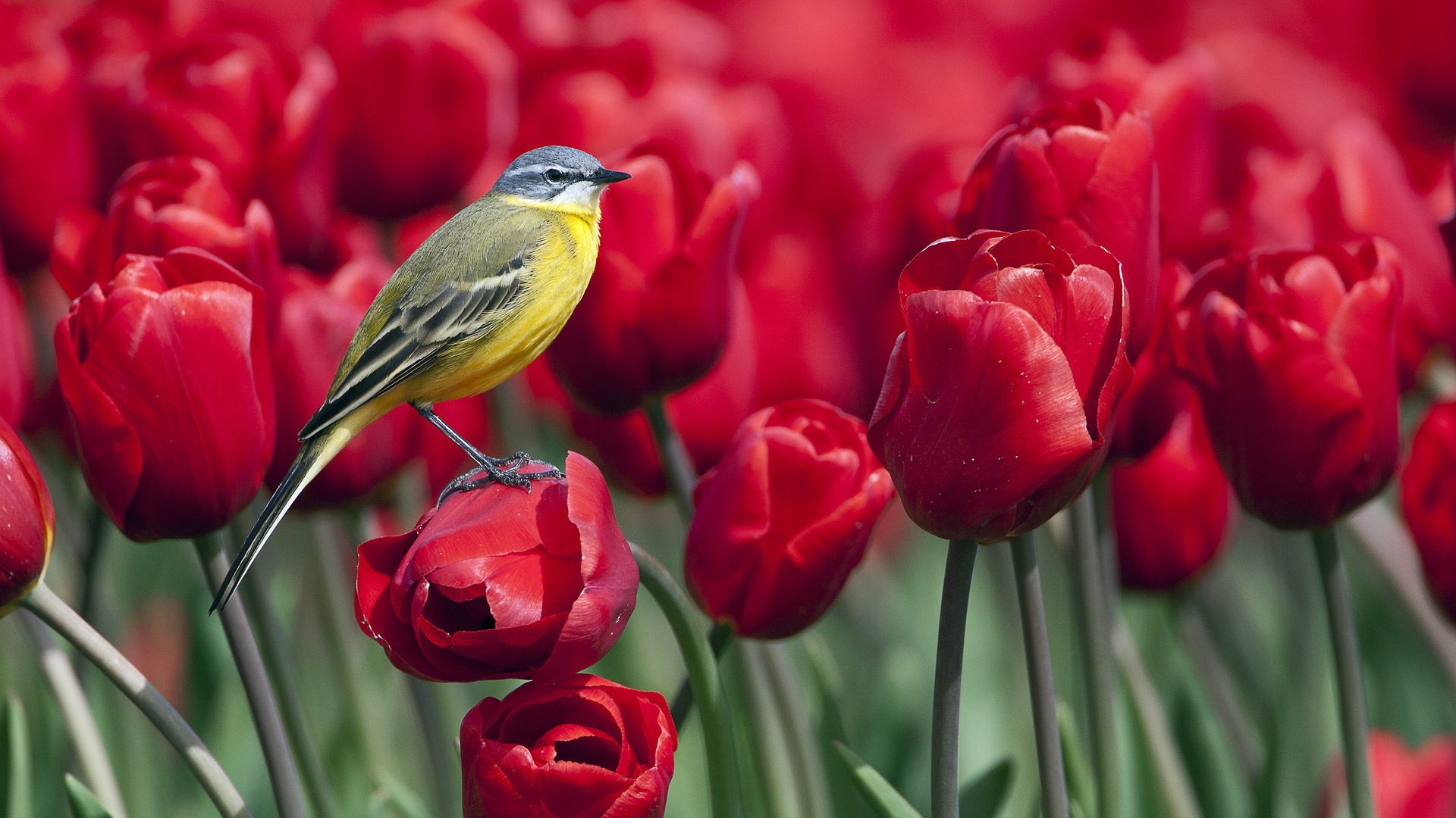 Wallpaper Of Birds And Flowers Which Is Under The